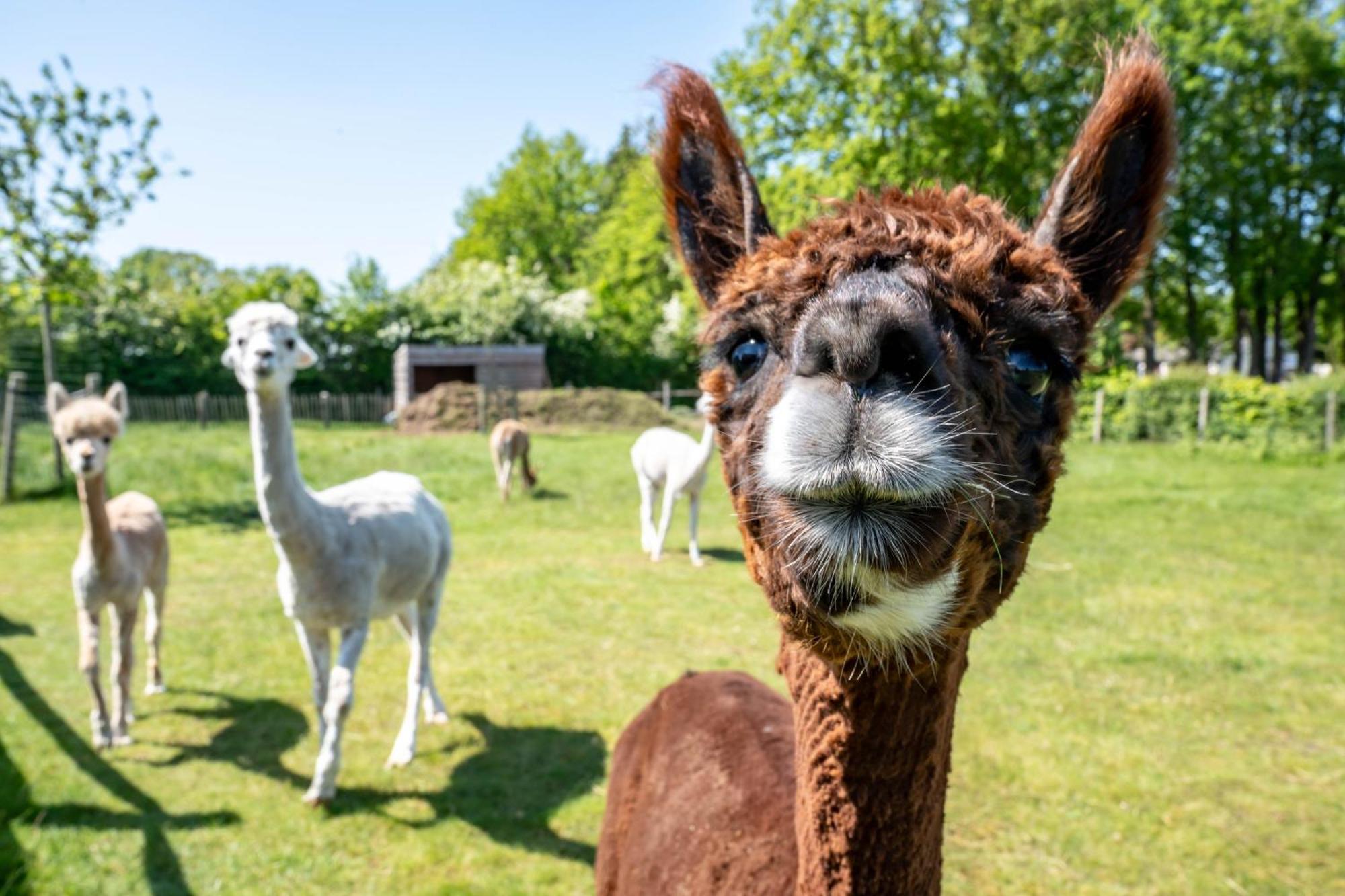 Hoeve Den Akker - Luxueuze Vakantiewoningen Met Privetuinen En Alpaca'S Nabij Brugge, Damme, Knokke, Sluis En Cadzand Exterior photo