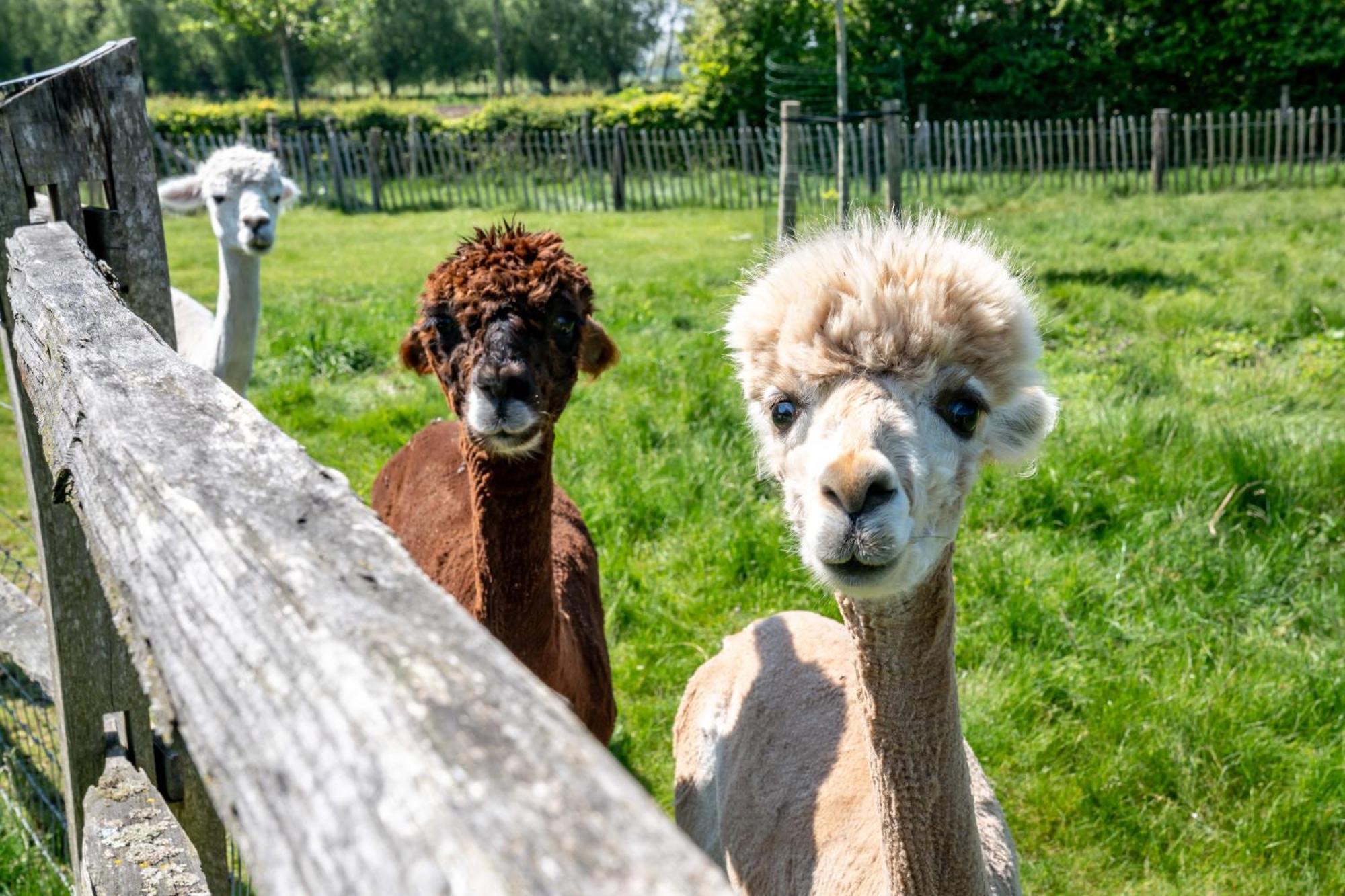 Hoeve Den Akker - Luxueuze Vakantiewoningen Met Privetuinen En Alpaca'S Nabij Brugge, Damme, Knokke, Sluis En Cadzand Exterior photo