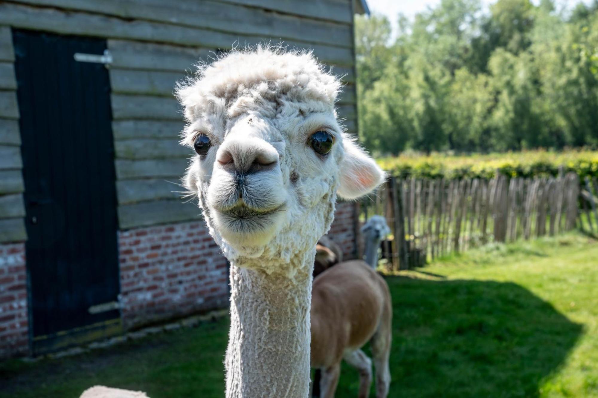 Hoeve Den Akker - Luxueuze Vakantiewoningen Met Privetuinen En Alpaca'S Nabij Brugge, Damme, Knokke, Sluis En Cadzand Exterior photo