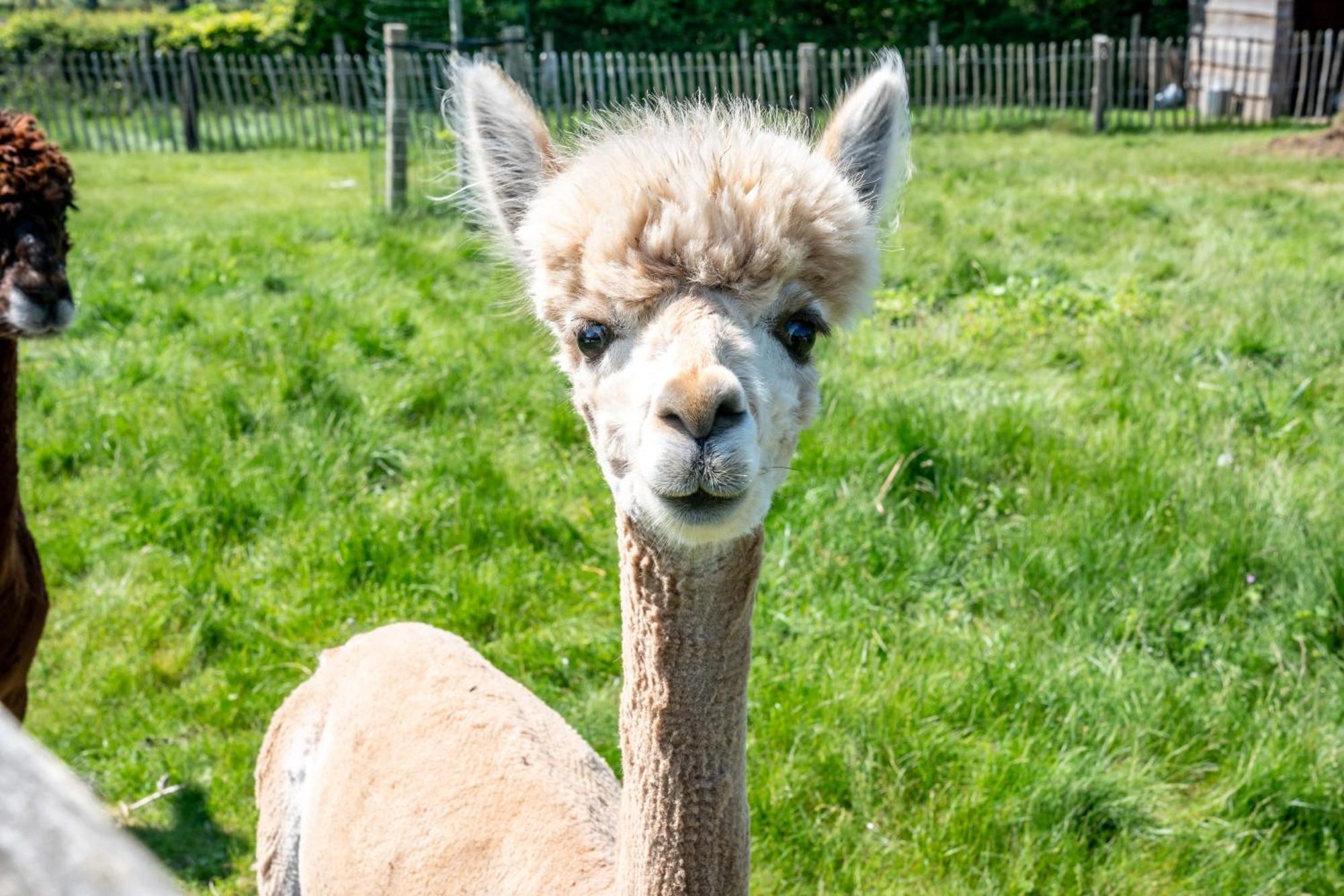 Hoeve Den Akker - Luxueuze Vakantiewoningen Met Privetuinen En Alpaca'S Nabij Brugge, Damme, Knokke, Sluis En Cadzand Exterior photo